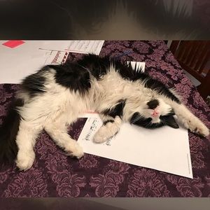 Meet your Posher, Daphne